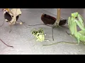 M e n a c i n g Praying mantis squad