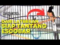Download Lagu Teruji Di Latberan 🔥 Rakasota Siap Hadapi Escobar Di Kelas Utama Piala Ketua SMM ‼️