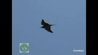 أفضل صوت ورور للصيد مجرب ومضمون 100 