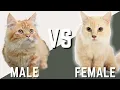 Male Munchkin Cat VS Female Munchkin Cat - Compare and Contrast