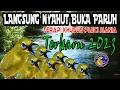 Download Lagu Terapi Pleci terbaru 2023 Agar Pleci Buka Paruh, Terapi Pleci Terbaru Paling Ampuh