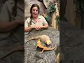 This is How Bearded Dragons show Their Dominance