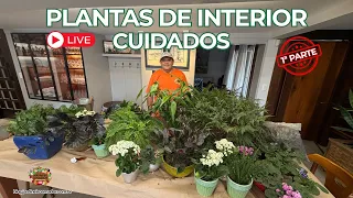 Plantas de Ambientes Internos | Cuidados e Adubação - 1ª Parte