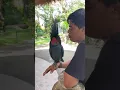 Burung kakak tua hitam#π±π±π±πΆβπ«οΈ