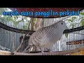 Download Lagu Perkutut lokal gacor suara besar bikin emosi kutut lain.
