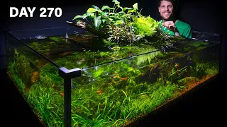 Left Alone for 6 Months, 360° No-Filter Guppy Pond Tank