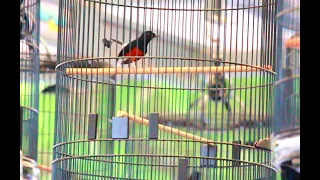 performa murai batu sinar jaya pasca mabung langsung gass di ifen bergengsi smm feat gmi jogja