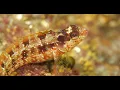 Channel Islands June 2019 Anacapa and Santa Cruz Islands - Paragon Dive Adventures