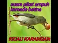 Download Lagu KEMADE BETINA MEMANGGIL JANTAN