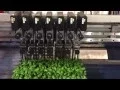 Download Lagu aromatic herb transplanter Urbinati RW5