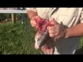 How to clean and cook a freshwater Drum sheepshead