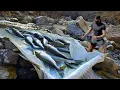 Download Lagu Catching Lots of Fish With the Slide System