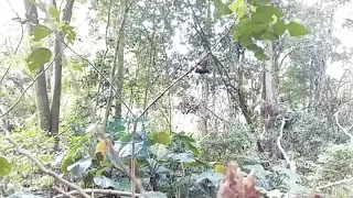 mikat burung siri siri dn suara pikatny super pedas