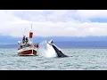 Download Lagu The Original Whale Watching on Traditional Oak Boats from Húsavík, Iceland