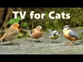 Lagu Cat TV Birds ~ Captivating Birds for Cats to Watch