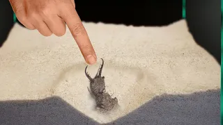What Happens If You Put Your Finger into an Antlion Trap?