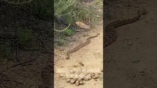 Probably the 30th red diamond rattlesnake that we have seen on this hiking trail. ￼