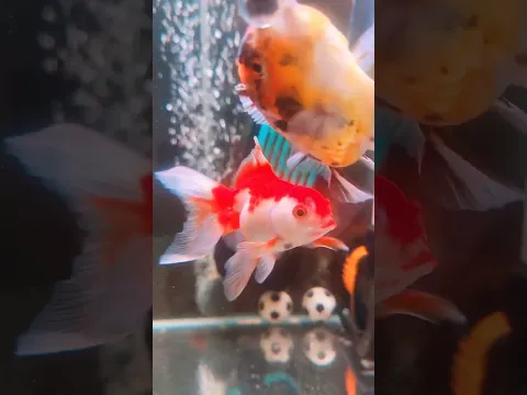 Lining up for a meal #aquarium #aquarium #aquascapegallery #fish