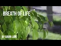Breath Of Life   By Gavin Luke