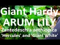 Download Lagu Tropical Gardens UK: Giant Arum Lily - Zantedeschia aethiopica 'Hercules' and 'White Giant'