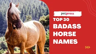 30 BADASS HORSE NAMES For The Toughest Horses PetPress