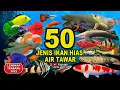 Download Lagu 50 Jenis Ikan Hias Air Tawar Aquarium Terpopuler