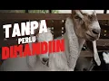 Download Lagu Rahasia Terungkap! Trik Ampuh Cara Agar Kambing Cepat Birahi!