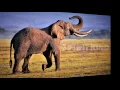 Ten Walls - Walking With Elephants (Silvio Luz & Breyth Afro 1.0 Bootleg)