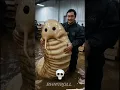 Insect Always Cute