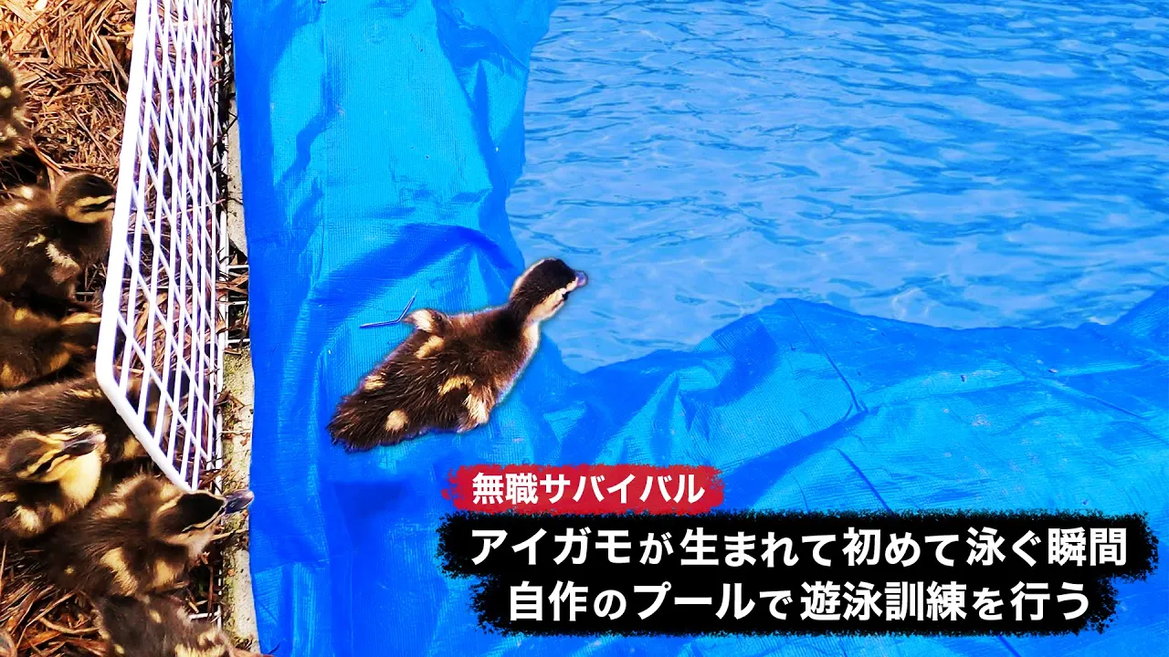 【無職サバイバル】アイガモが生まれて初めて泳ぐ瞬間、自作のプールで遊泳訓練を行う【限界集落で無職になる#39】