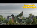 Download Lagu SUARA BURUNG PUNAI PIKAT!! SANGAT AMPUH