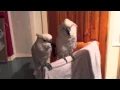 Download Lagu cockatoo loves elvis