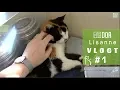 Download Lagu VLOG #1 | Vrijwilligerswerk bij de katten van DOA