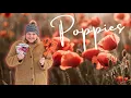 How to Grow Poppies from Seed 4 Mistakes to Avoid for Success