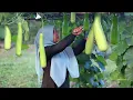 Download Lagu Labu air sudah mulai di panen \u0026 Memasaknya menjadi lezat, masakan desa, hidup di desa