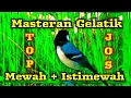 Download Lagu Masteran gelatik batu gacor full isian super mewah