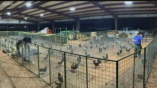 Thirteen arrested for illegal cockfighting in Rusk County