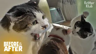 Download Cat Watches For A Chance To Defeat Senior Cat | Before \u0026 After Makeover Ep 26 MP3