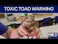 Cane toads in Florida can kill pets