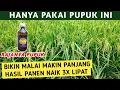Download Lagu SEJAK PAKAI RAJANYA PUPUK PADI BUNTING INI HASIL PANENKU NAIK 3 KALI LIPAT