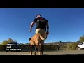 Pit Mix Bluiit Epic Transformation Dog Training Bay Area