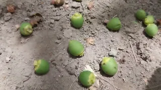 ماهي أسباب تساقطات الثمريه اسفل النخيل 