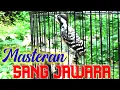 Download Lagu Masteran istimewa Burung JAWARA | Pelatuk beras / Sampit Gacor durasi Panjang ‼