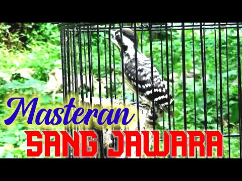 Download MP3 Masteran istimewa Burung JAWARA | Pelatuk beras / Sampit Gacor durasi Panjang ‼