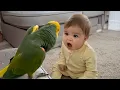 Lagu The Funniest Argument Ever Between a Hilarious Baby and a Talking Parrot! 🤪