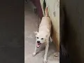 Download Lagu Dog barking||dog sound