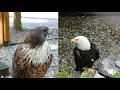 Lagu Red-tailed Hawk and Bald Eagle Vocalization