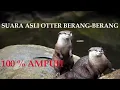 Download Lagu SUARA OTTER BERANG2 PALING AMPUH UNTUK MEMIKAT BERANG2 LIAR.