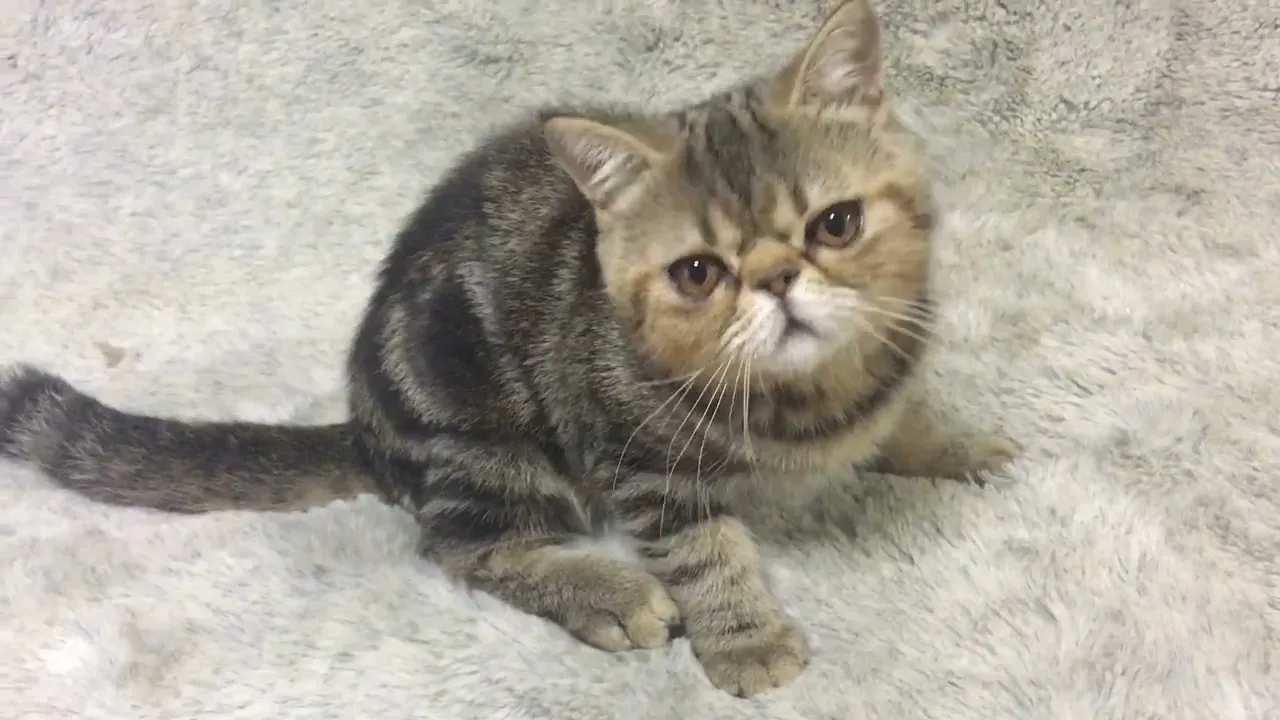 動画