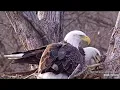 DNF and stranger brings the fluff Explore Live Nature Cams Decorah Eagles - North Nest